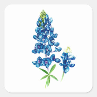 Bluebonnet Flower Square Sticker