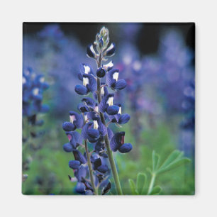 Bluebonnet Flower Texas Floral Blue Magnet