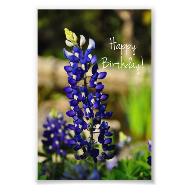 Bluebonnet "Happy Birthday" Photo Print (Front)