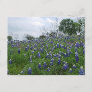 Bluebonnet Hill Postcard