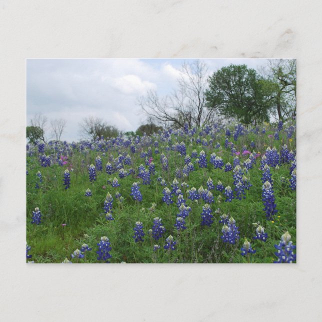 Bluebonnet Hill Postcard (Front)