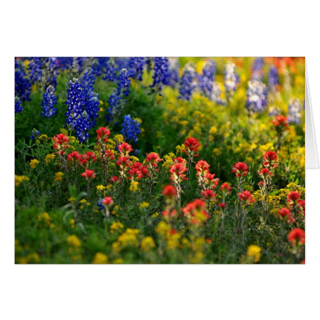 Bluebonnet Landscapes (Front Horizontal)