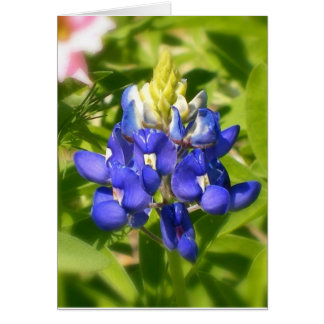 Bluebonnet of Texas w/insert