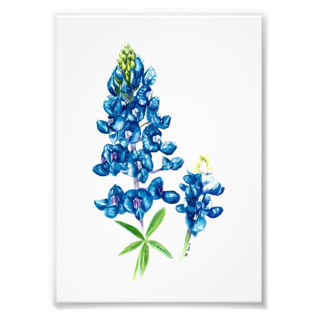 Bluebonnet Photo Print (Front)