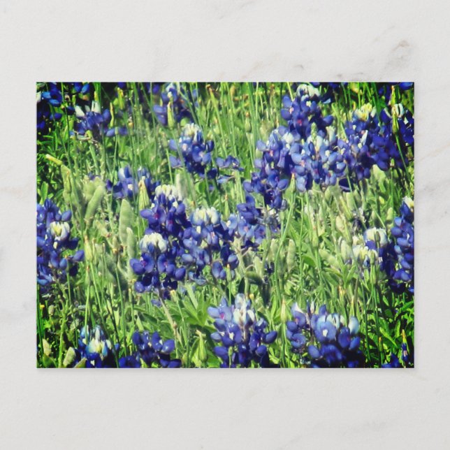 Bluebonnet post card (Front)