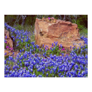 Bluebonnet Rock #2 Photo Print