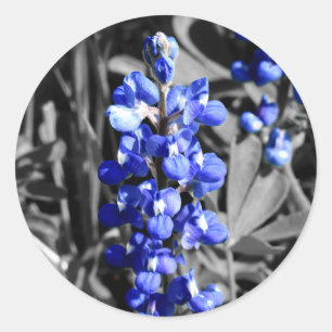 Bluebonnet Sticker