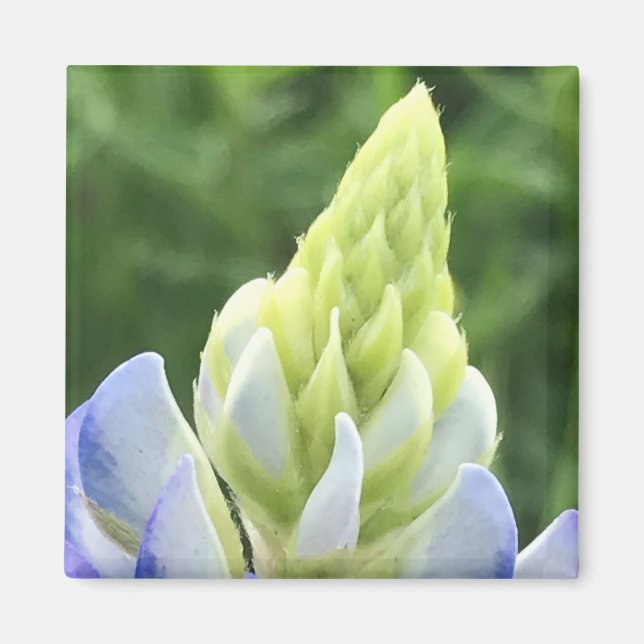 Bluebonnet Tip Magnet (Front)
