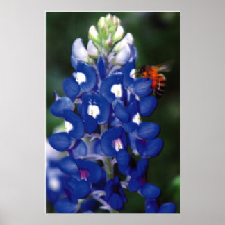 bluebonnet with bee poster