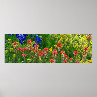 Bluebonnets and Indian Paintbrush - Panaoramic Poster