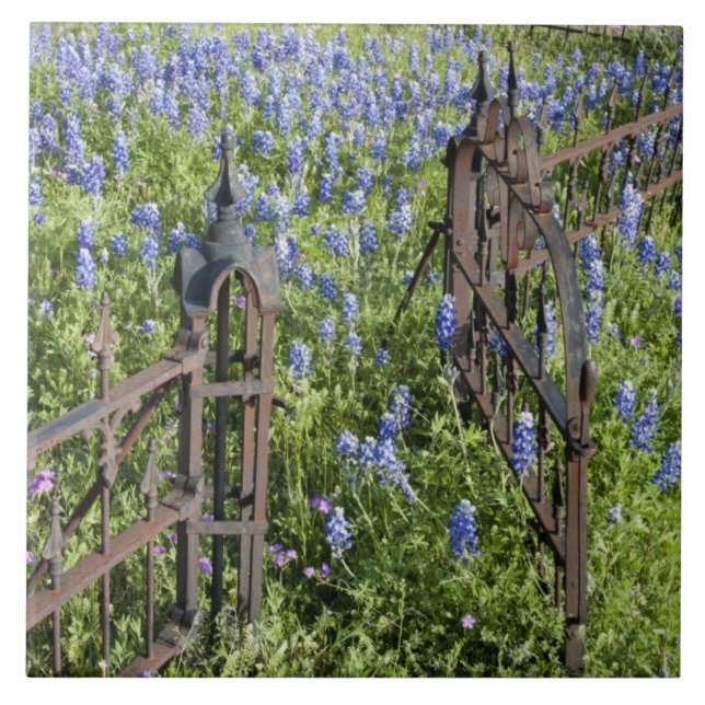 Bluebonnets and phlox surrounding cemetery gate tile (Front)