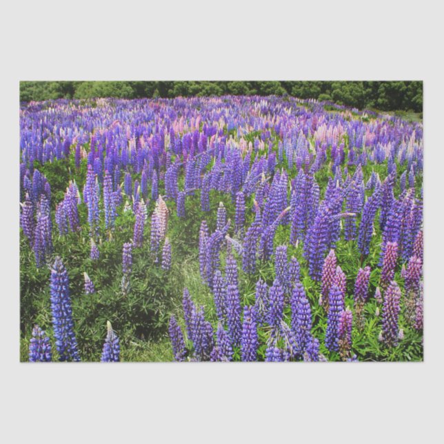 Bluebonnets Blue Floral Texas Texan Elegant  Tissue Paper (Front)