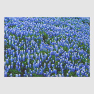 Bluebonnets Blue Floral Texas Texan Elegant Tissue Paper
