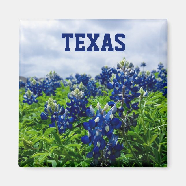 Bluebonnets Blue Flowers Texas Texan Floral Magnet (Front)