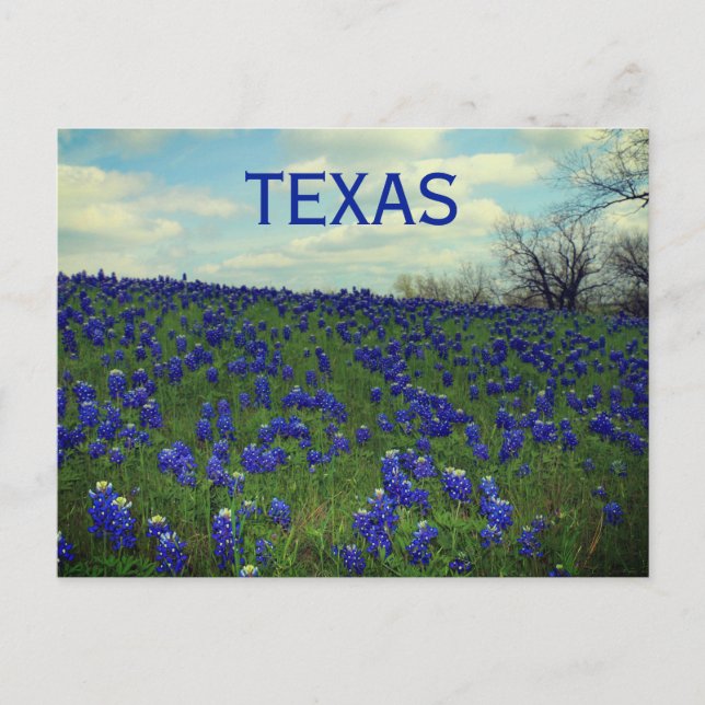 Bluebonnets Blue Flowers Texas Texan Floral Postca Postcard (Front)