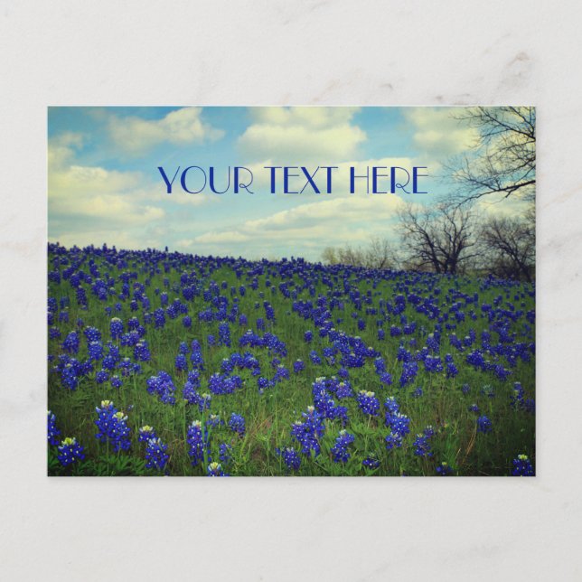 Bluebonnets Blue Flowers Texas Texan Floral  Postcard (Front)