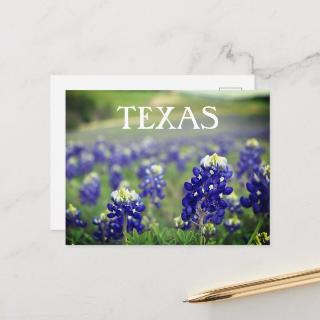 Bluebonnets Blue Flowers Texas Texan Floral Postcard (Front/Back In Situ)