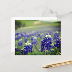Bluebonnets Blue Flowers Texas Texan Floral Postcard
