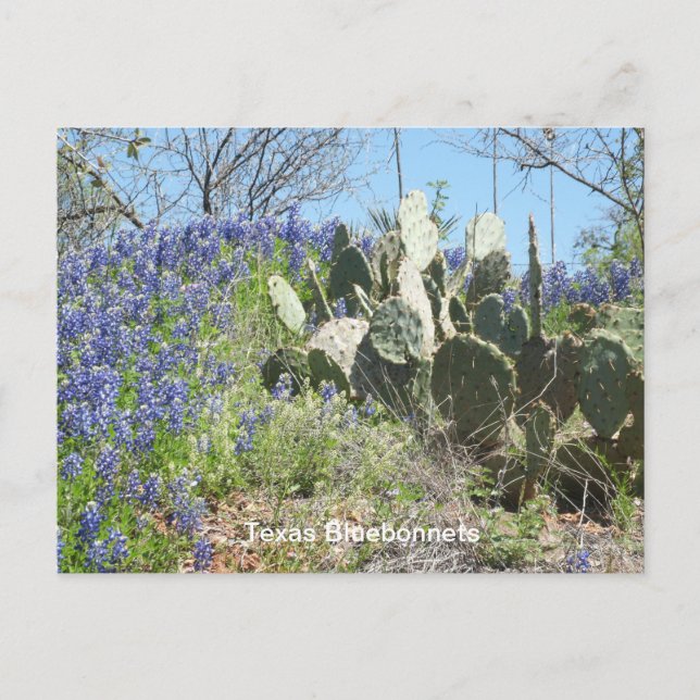 Bluebonnets & Cactus Postcard (Front)