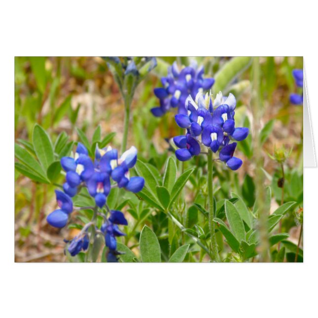 Bluebonnets Close Up (Front Horizontal)