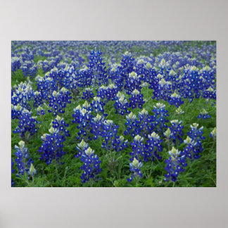 Bluebonnets Field Poster