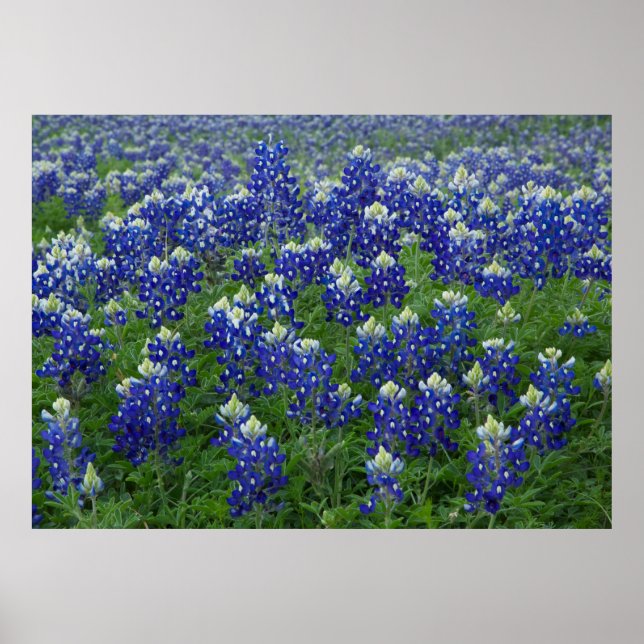 Bluebonnets Field Poster (Front)