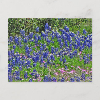 Bluebonnets on Yeager Creek Rd., Johnson City, TX Postcard