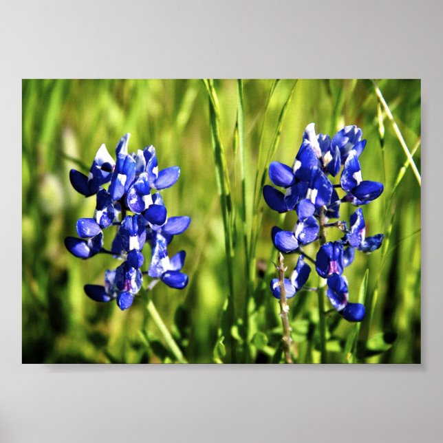 Bluebonnets Poster (Front)