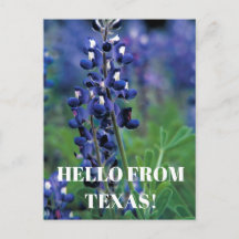 Bluebonnets Texas State Flower Blue Floral Lupine