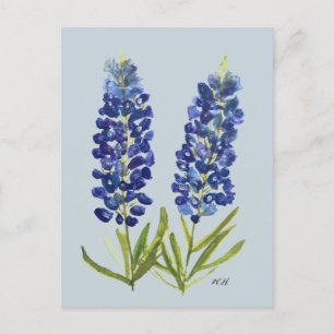 Bluebonnets Texas State Flowers Lupine Watercolor  Postcard