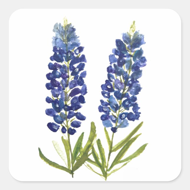 Bluebonnets Texas State Flowers Lupine Watercolor Square Sticker (Front)