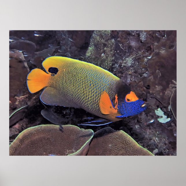 Blueface Angelfish Poster (Front)