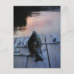Bluegill at sunset Lake Arrowhead Postcard