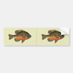 Bluegill Bream Bumper Sticker