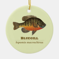 Bluegill Bream Fishing