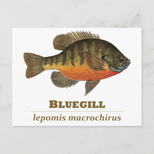 Bluegill Bream Fishing Postcard
