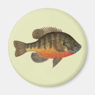 Bluegill Bream Magnet
