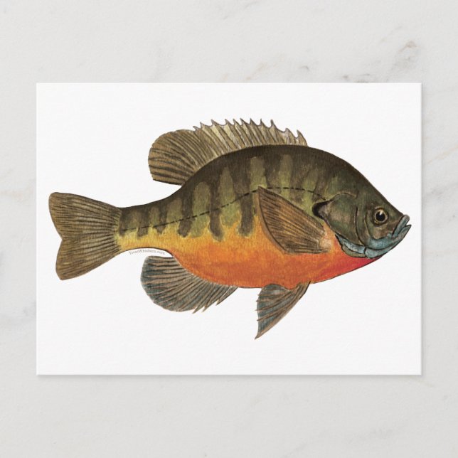 Bluegill Bream Postcard (Front)