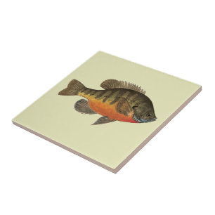Bluegill Bream Tile