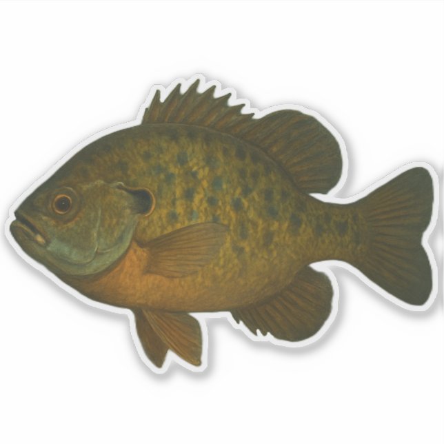 Bluegill Cut-out Sticker (Front)