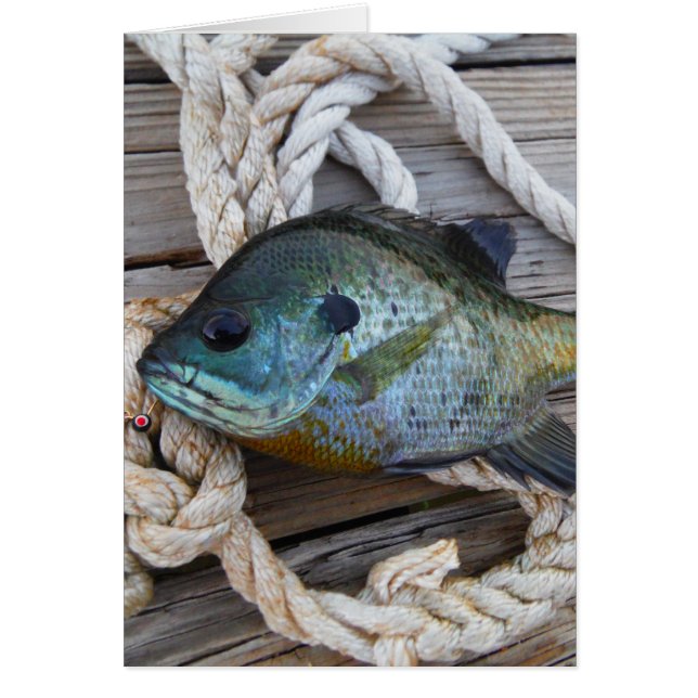 Bluegill fish on dock and rope (Front)