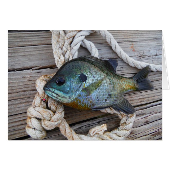 Bluegill fish on dock and rope (Front Horizontal)