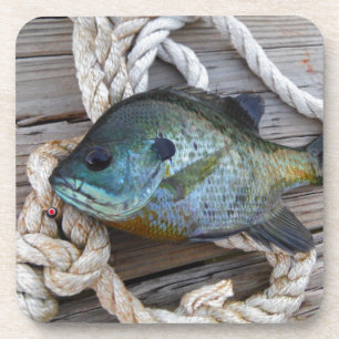 Bluegill fish on dock and rope coaster