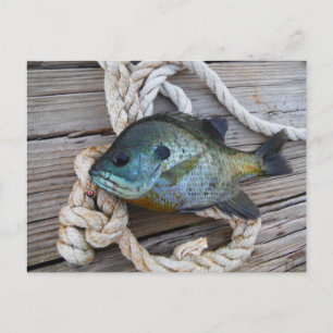 Bluegill fish on dock and rope postcard