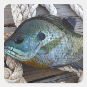 Bluegill fish on dock and rope square sticker