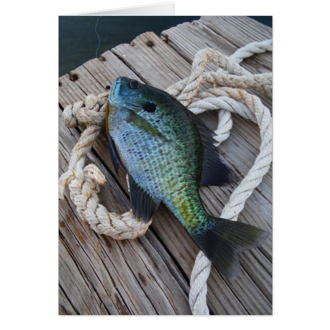 bluegill on dock (Front)