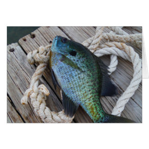bluegill on dock