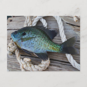 bluegill on dock postcard