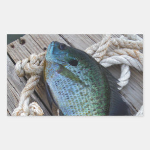 bluegill on dock rectangular sticker