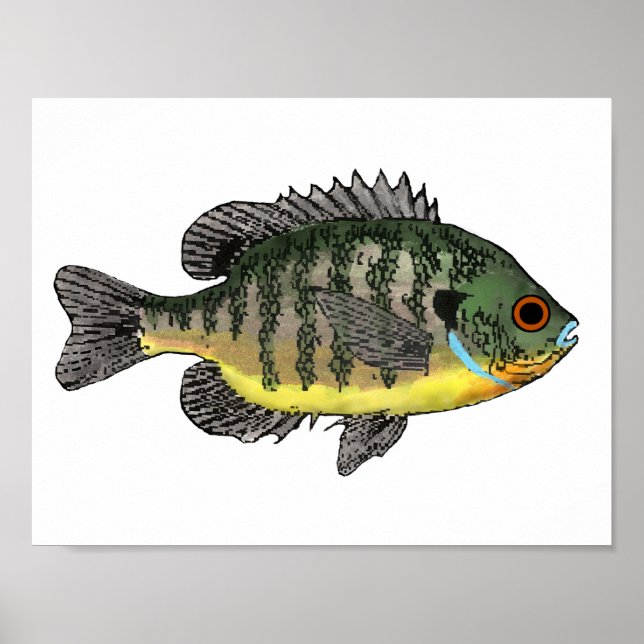 Bluegill Sunfish T-Shirt Poster (Front)